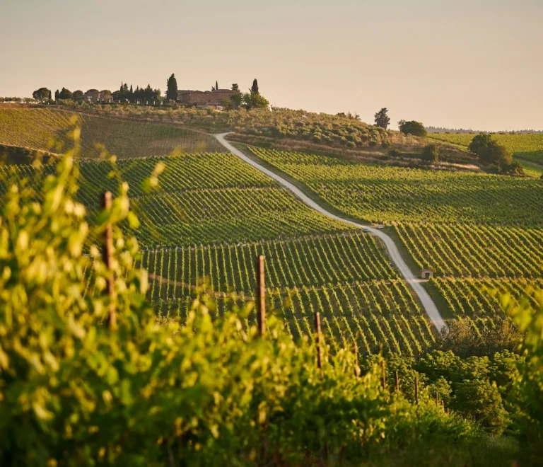Ruta del Vino